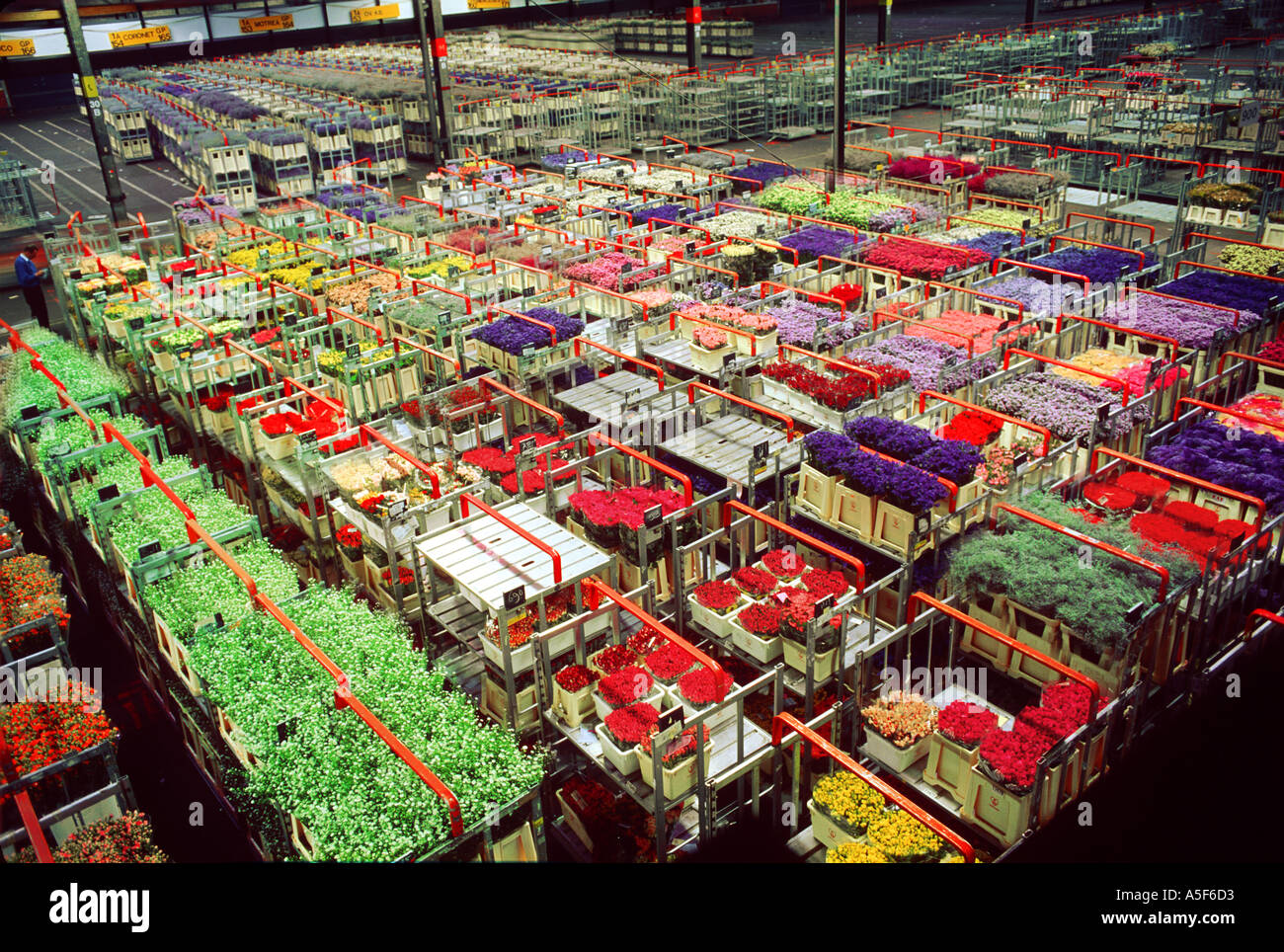 Aalsmeer flower auction Netherlands Stock Photo