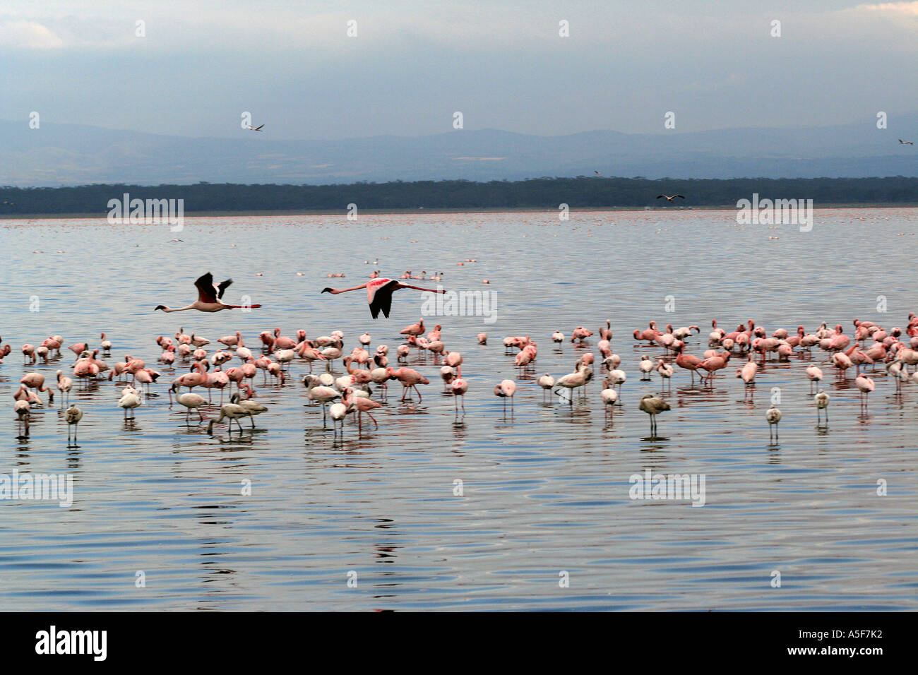 Flamingo aggregation, Lake Nakuru,  Kenya Africa (pink) (Lesser) Stock Photo