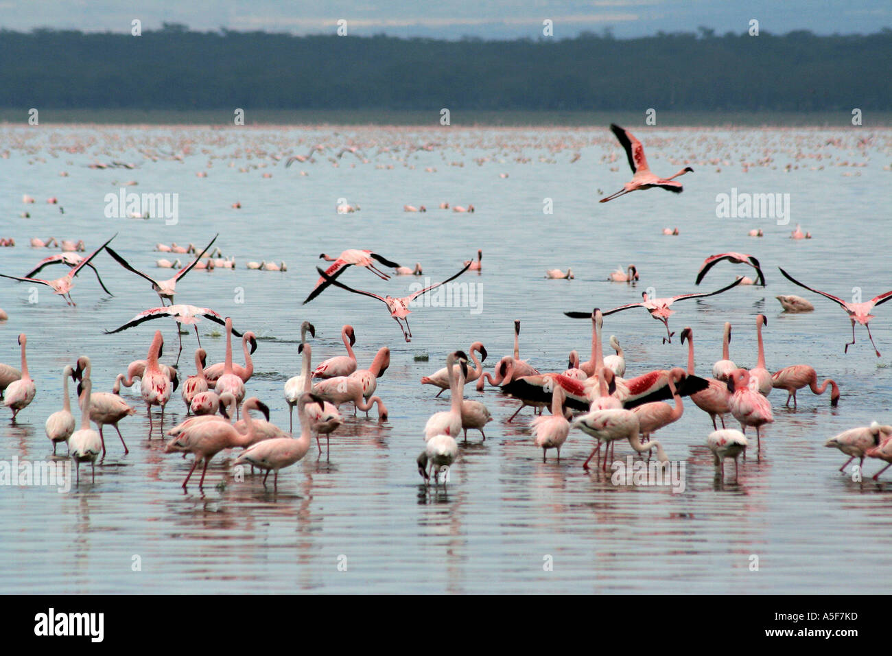 Flamingo aggregation, Lake Nakuru, Kenya Africa (pink) (Lesser Stock