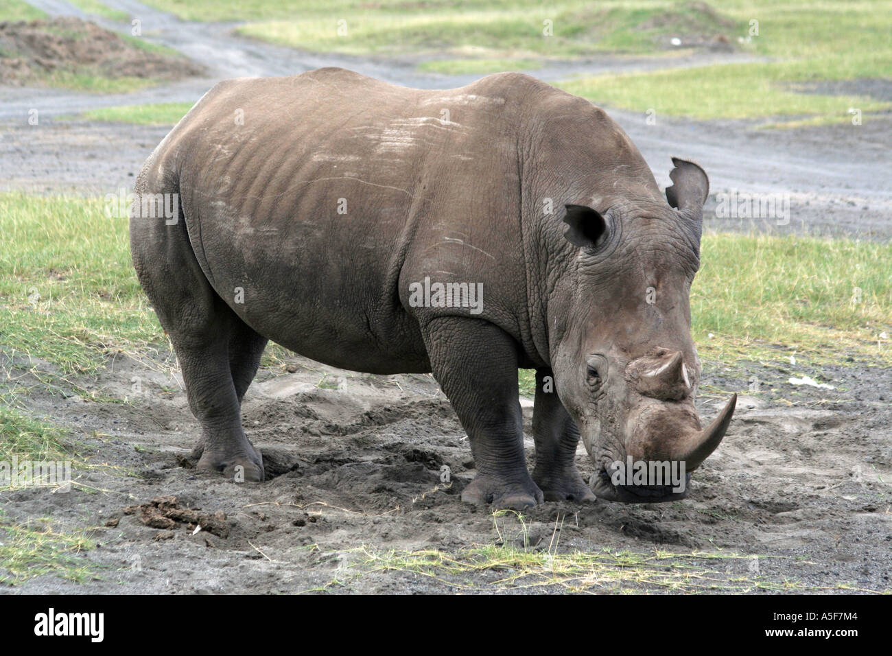 white rhinoceros close up, Lake Nakuru, Safari, Kenya Stock Photo