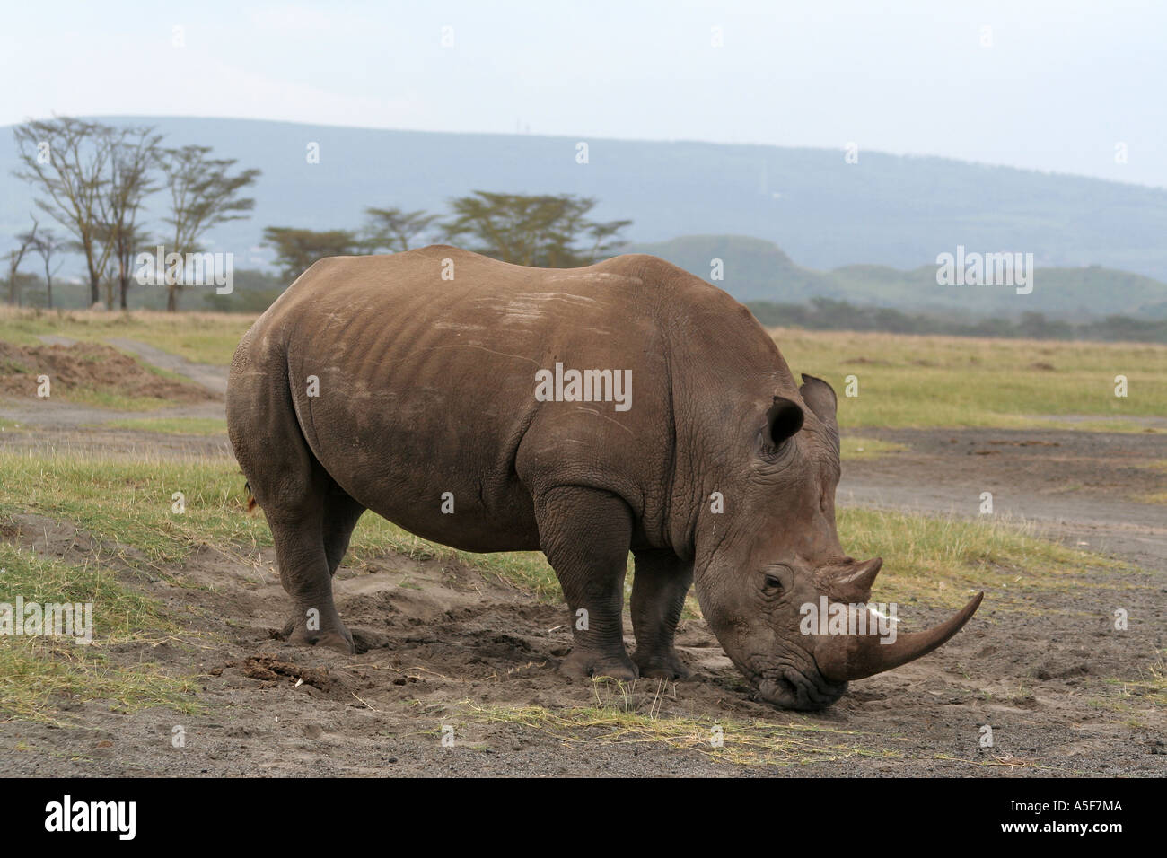 white rhinoceros close up, Lake Nakuru, Safari, Kenya Stock Photo