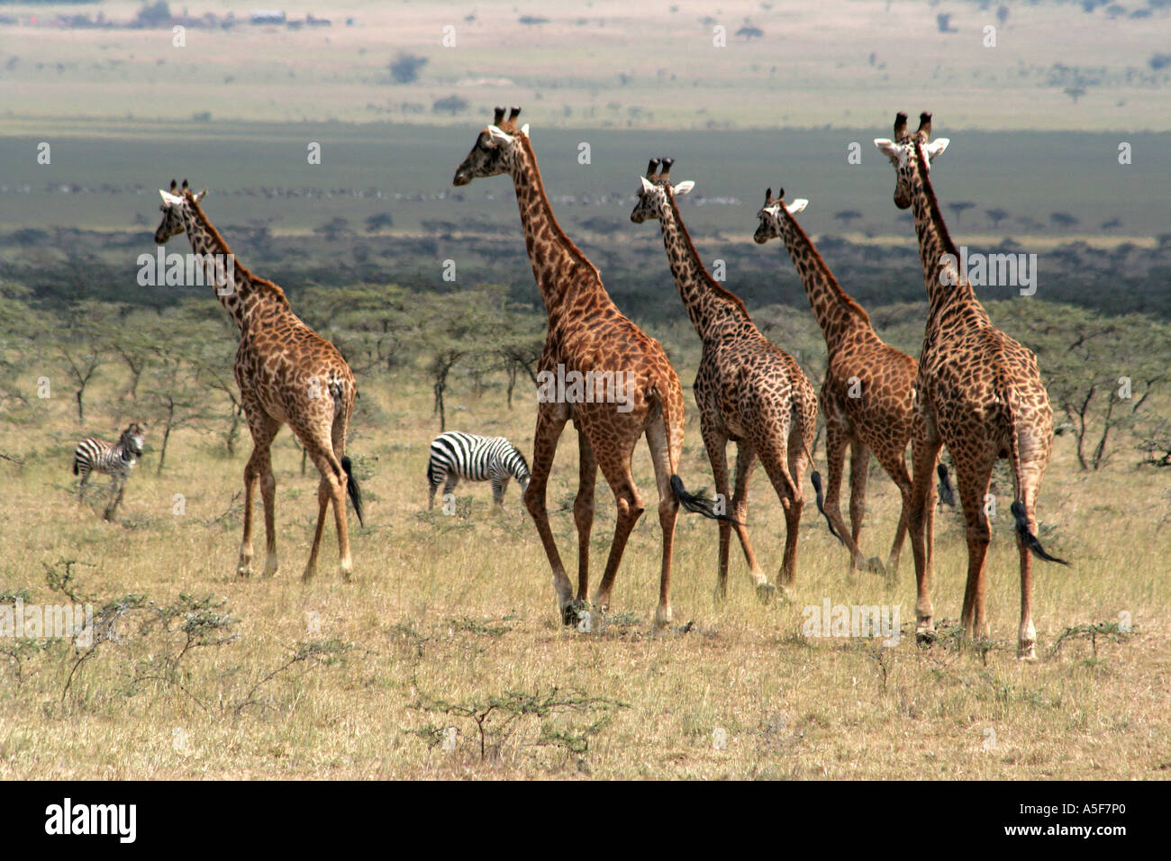 Giraffe, african Masai Giraffe, Masai Mara, Kenya, running herd Stock Photo