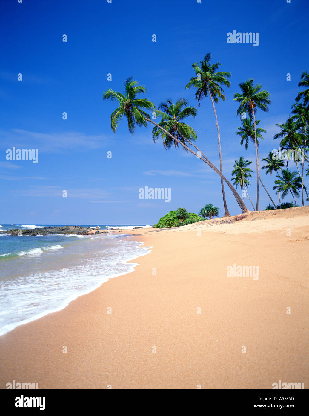 Palm trees on tropical beach in Sri Lanka Stock Photo - Alamy