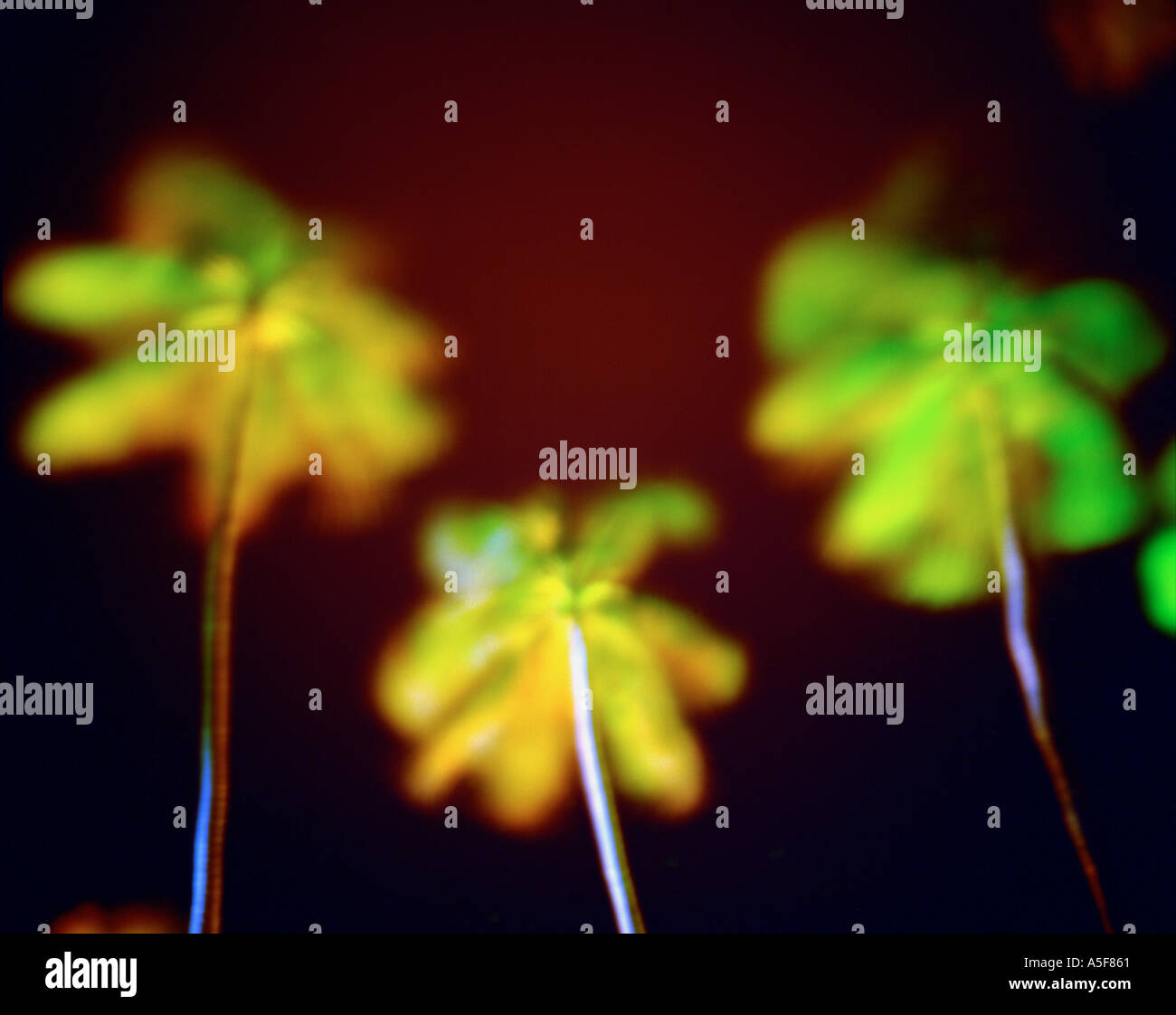 Blurred palm trees at night Fiji South Pacific Ocean Stock Photo