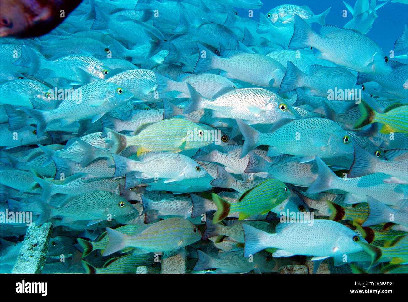 School of gray snappers swimming near Cozumel Island Mexico Caribbean Stock Photo