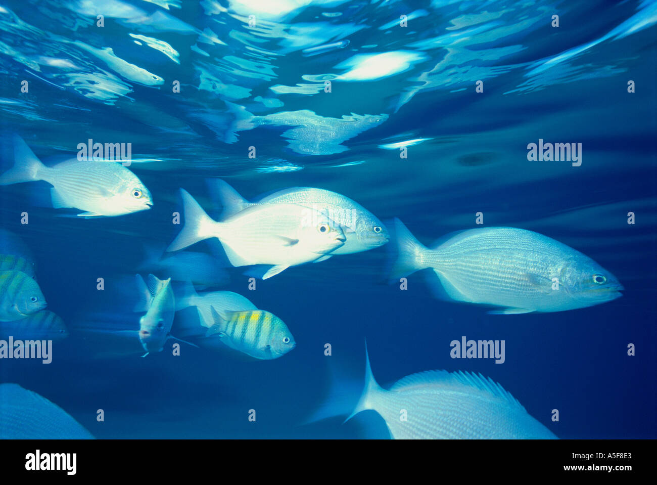 School of snappers and bermuda chubbs swimming near Cozumel Island Mexico Caribbean Stock Photo