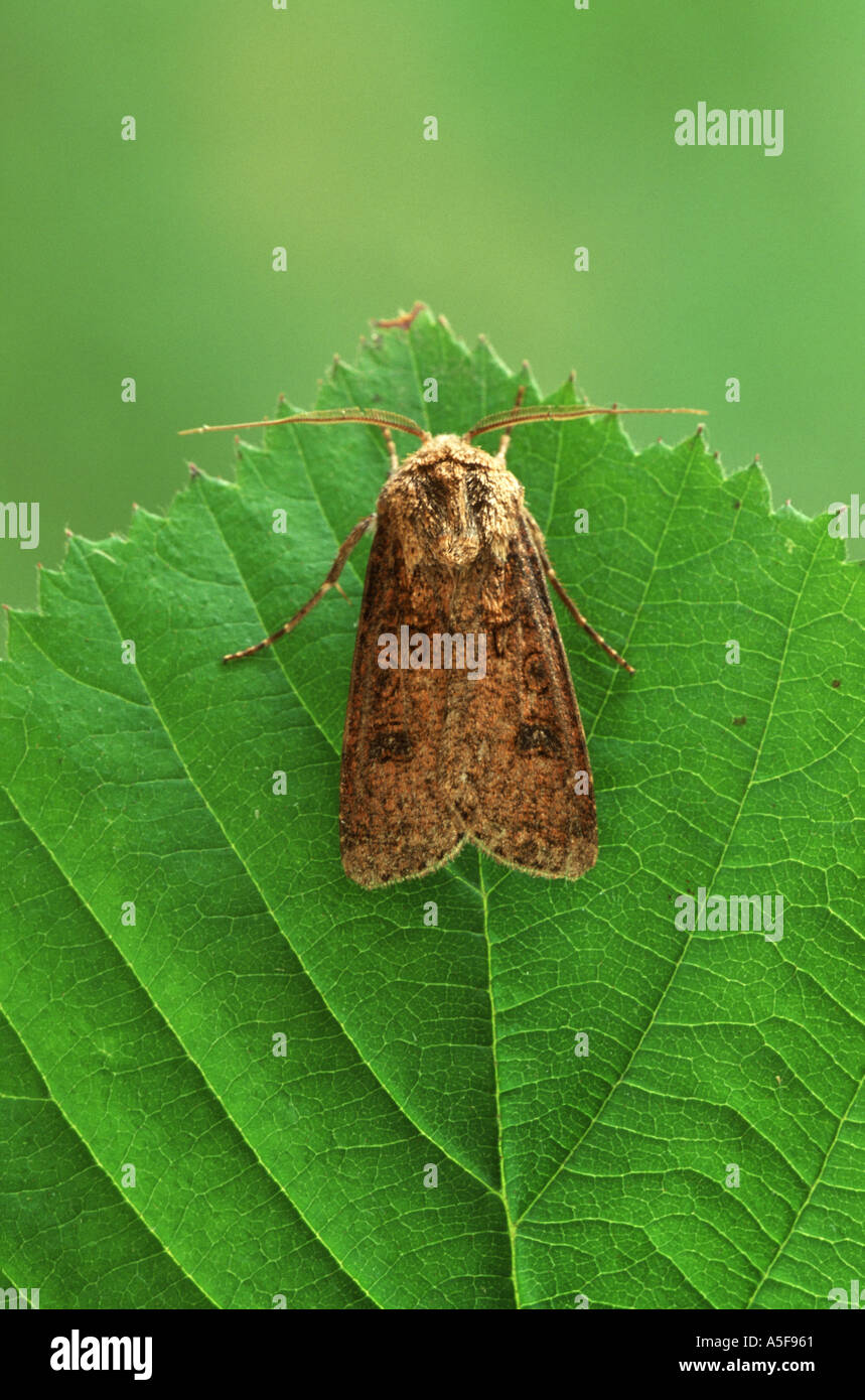Turnip moth Agrotis segetum Stock Photo Alamy