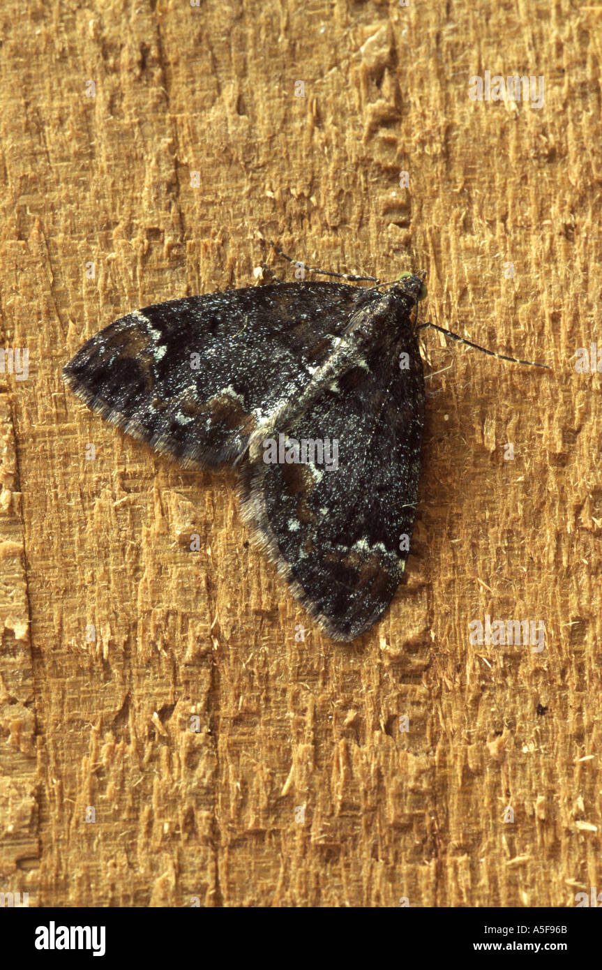 Common Marbled Carpet moth Chloroclysta truncata dark form Stock Photo