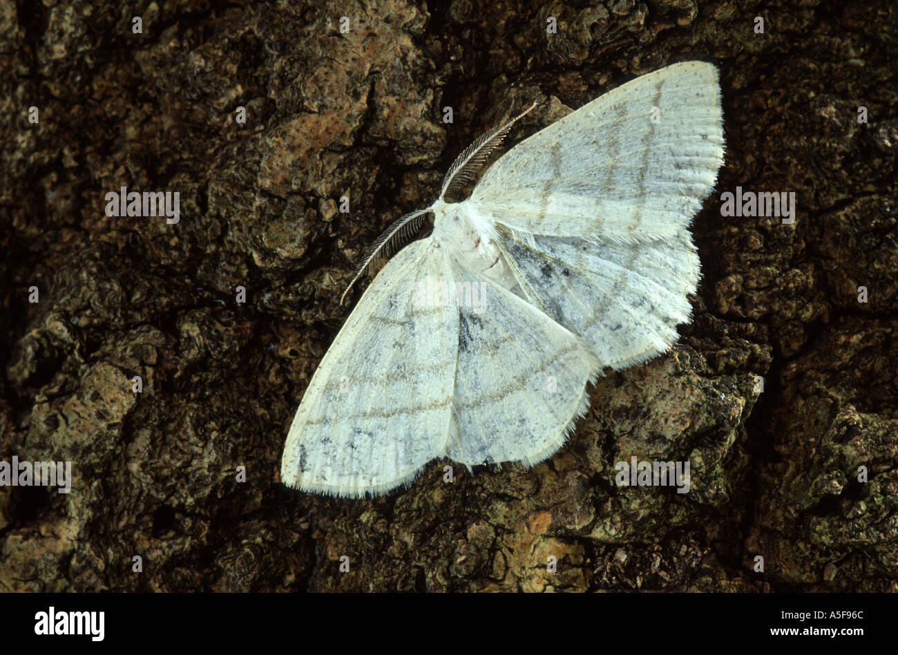 Common White Wave moth Cabera pusaria Stock Photo