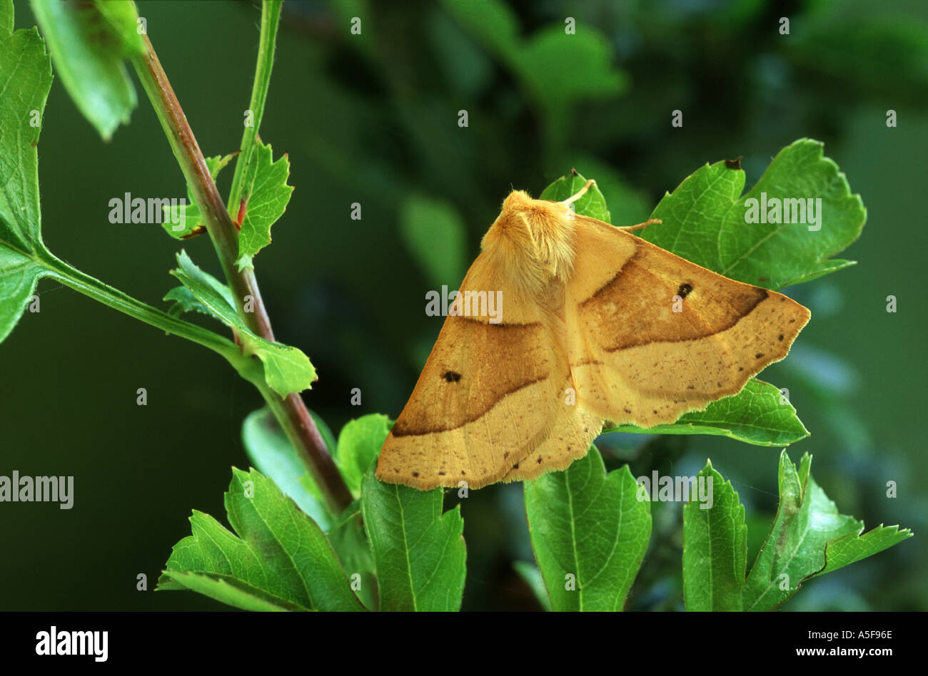 Scalloped Oak moth Crocallis elinguaria Stock Photo