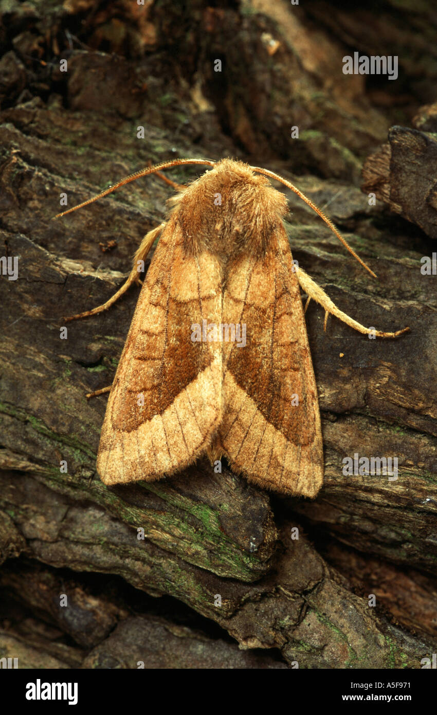 Rosy Rustic moth Hydraecia micacea Stock Photo