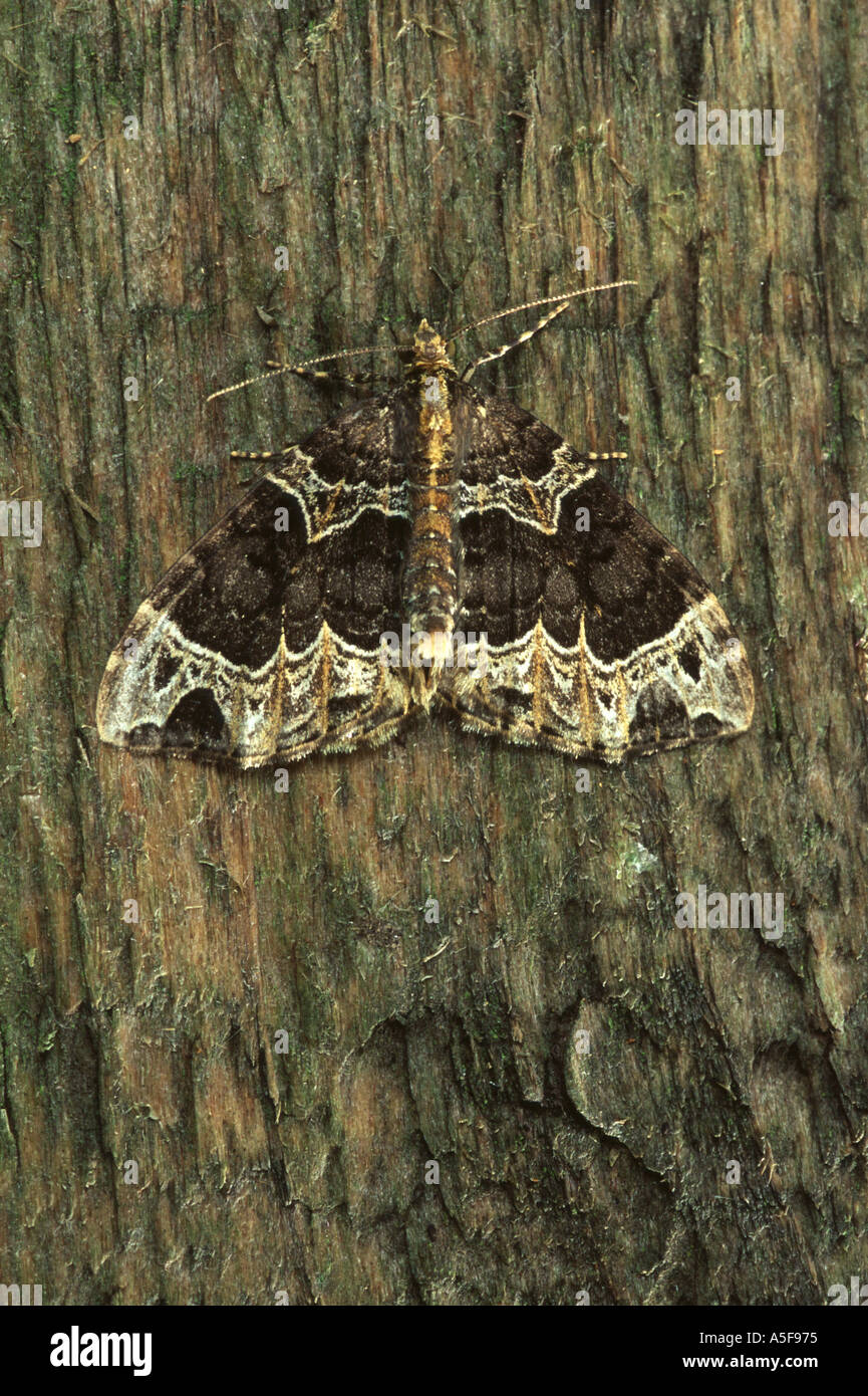 Small Phoenix moth Ecliptopera silaceata Stock Photo