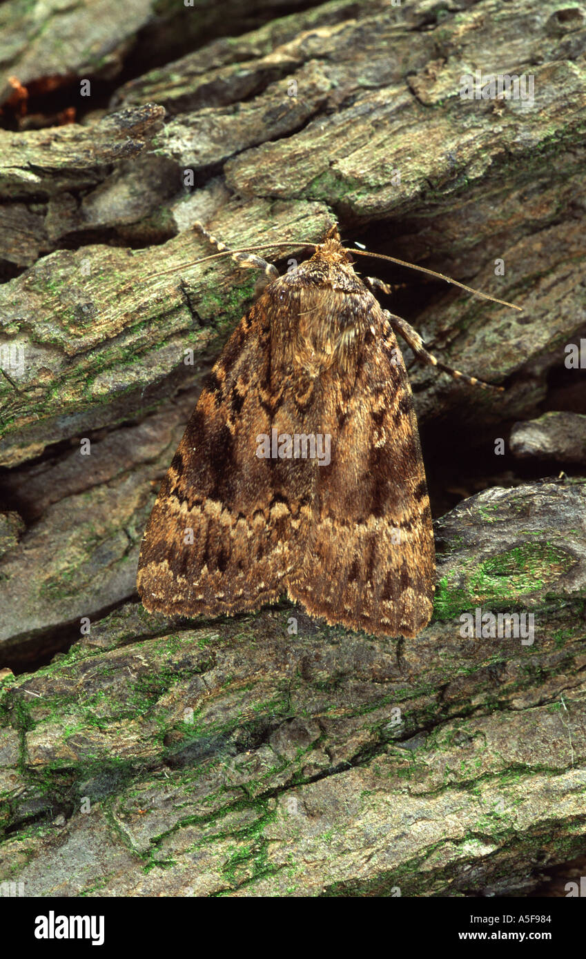 Copper Underwing moth Amphipyra pyramidea Stock Photo