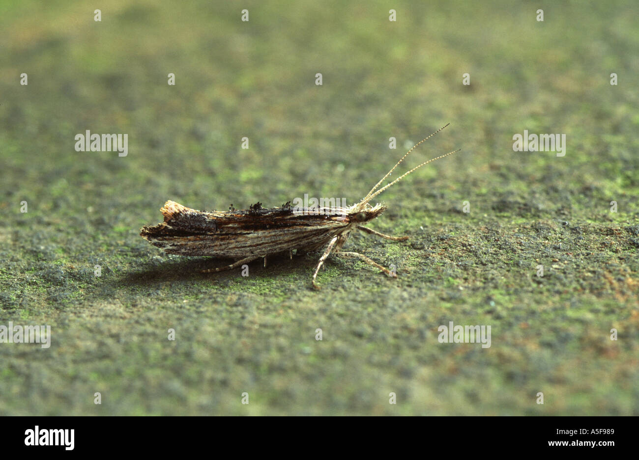 Micro moth Ypsolopha scabrella Stock Photo