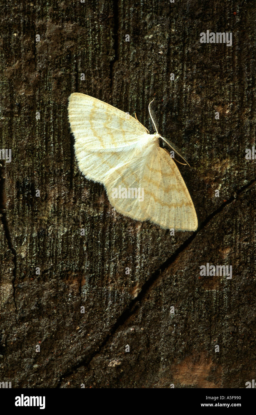Common Wave moth Cabera exanthemata Stock Photo