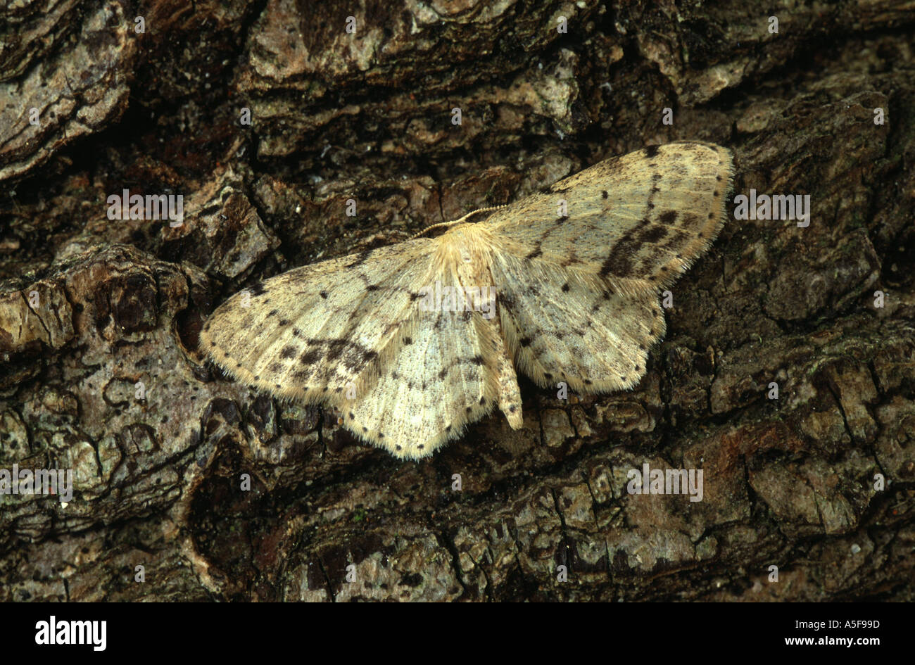 Single Dotted Wave moth Idaea dimidiata Stock Photo