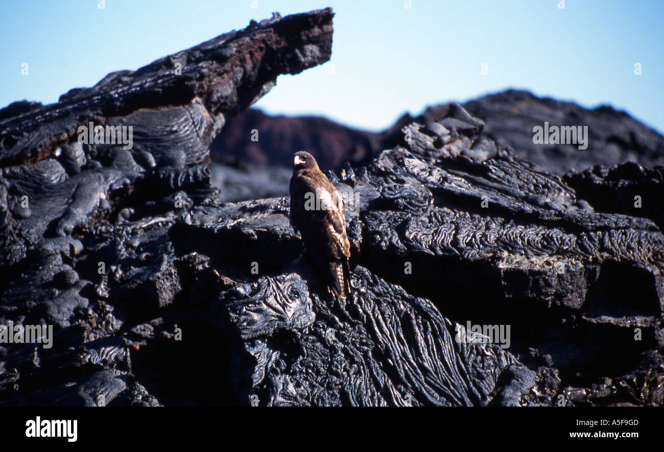 Galapagos hawk islands ecuador hi-res stock photography and images - Alamy