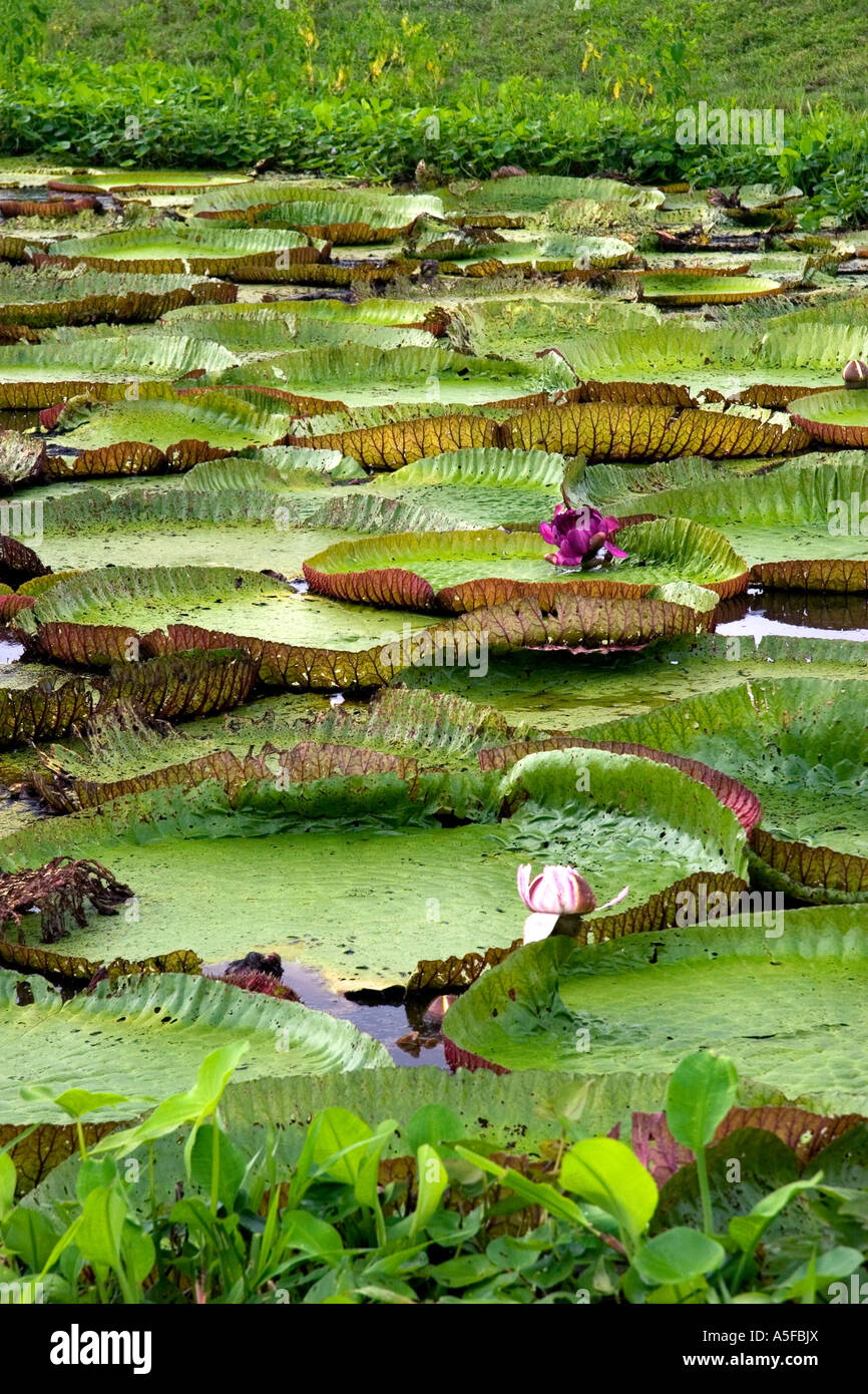 Giant water lilies in tropical hi-res stock photography and images - Alamy