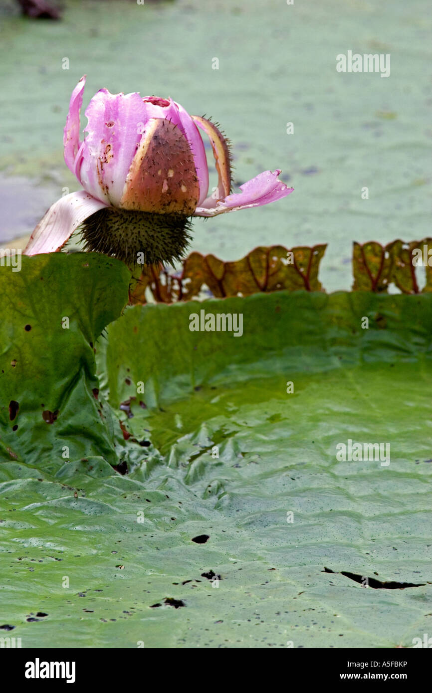 Amazonas giant water lily hires stock photography and images Alamy