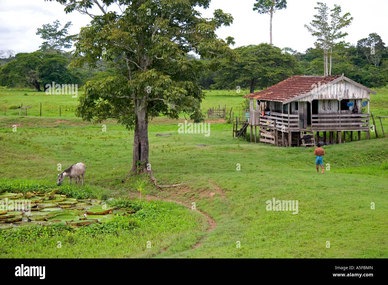 A farm house in the Amazon jungle near Manaus Brazil Stock Photo Alamy