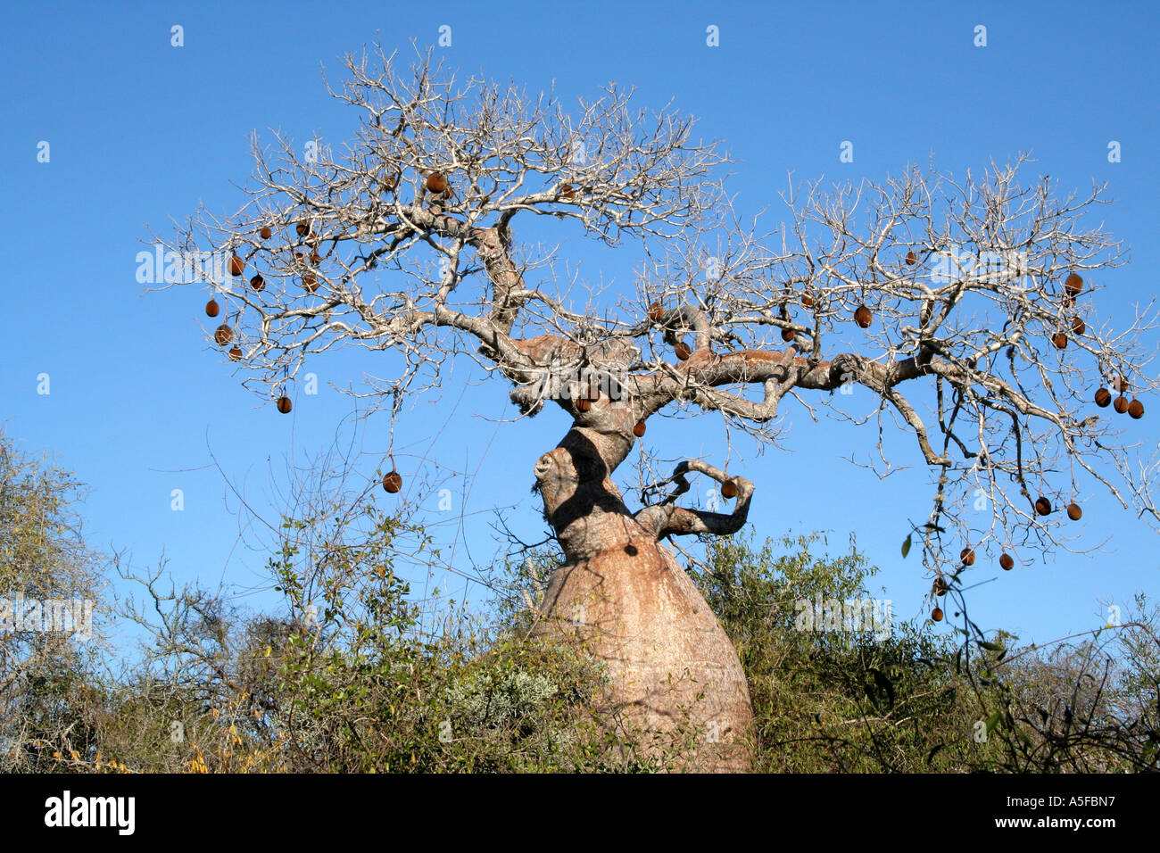 Baobab tree in Madagascar Stock Photo