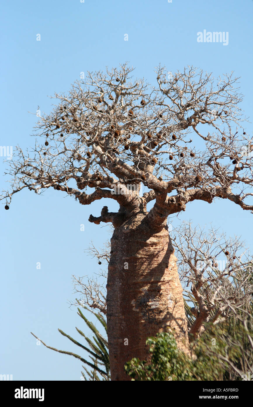 Baobab tree in Madagascar Stock Photo