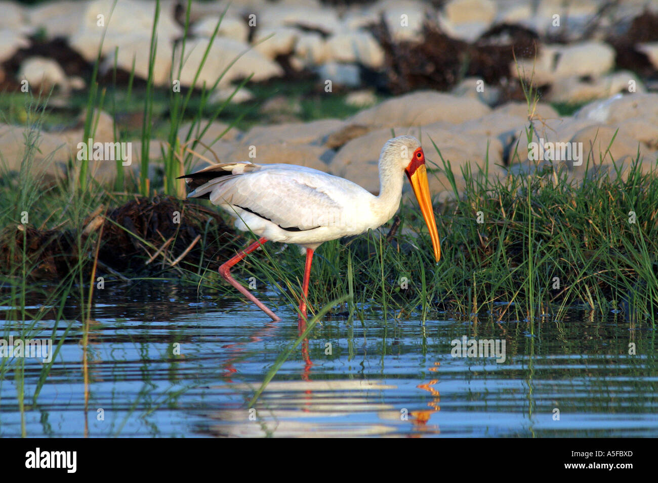 KENYA:  Yellowbilled Stork Mycteria ibis Preening Lake Baringo  Kenya Africa Stock Photo