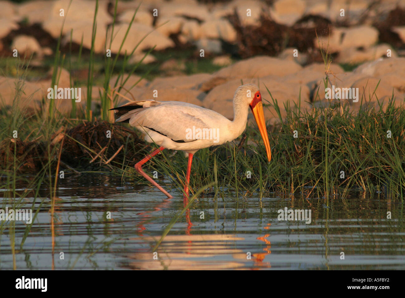 KENYA:  Yellowbilled Stork Mycteria ibis Preening Lake Baringo, Wild Bird  Kenya Africa Stock Photo