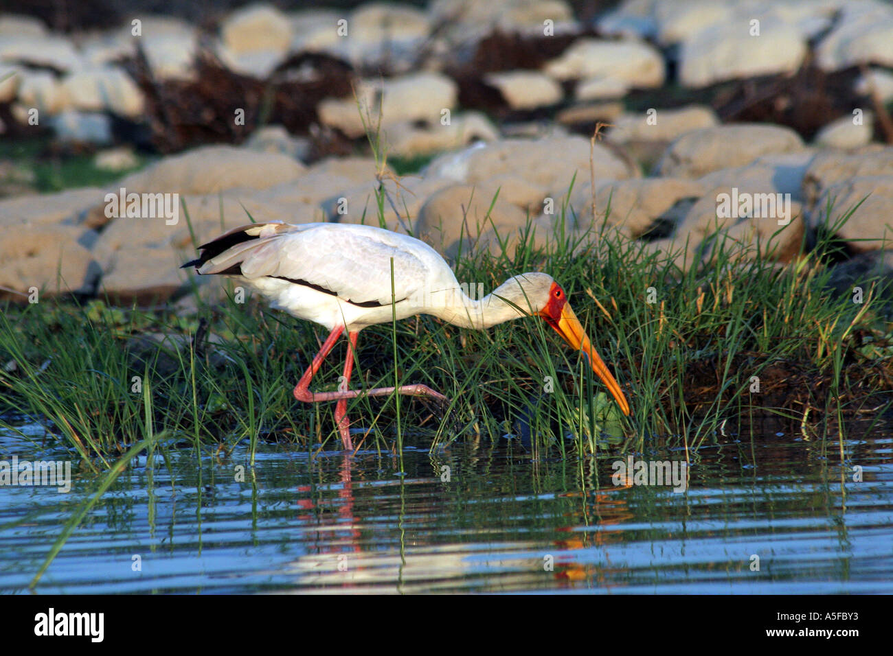 KENYA:  Yellowbilled Stork Mycteria ibis Preening Lake Baringo, Wild Bird Kenya Africa Stock Photo