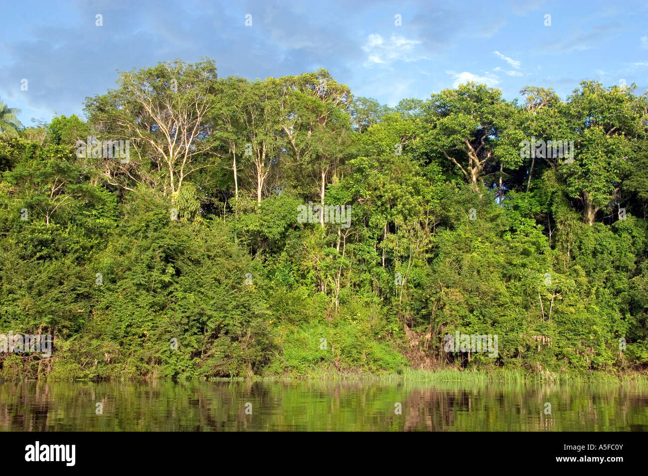 The Arasa River in the Amazon jungle near Manaus Brazil Stock Photo Alamy