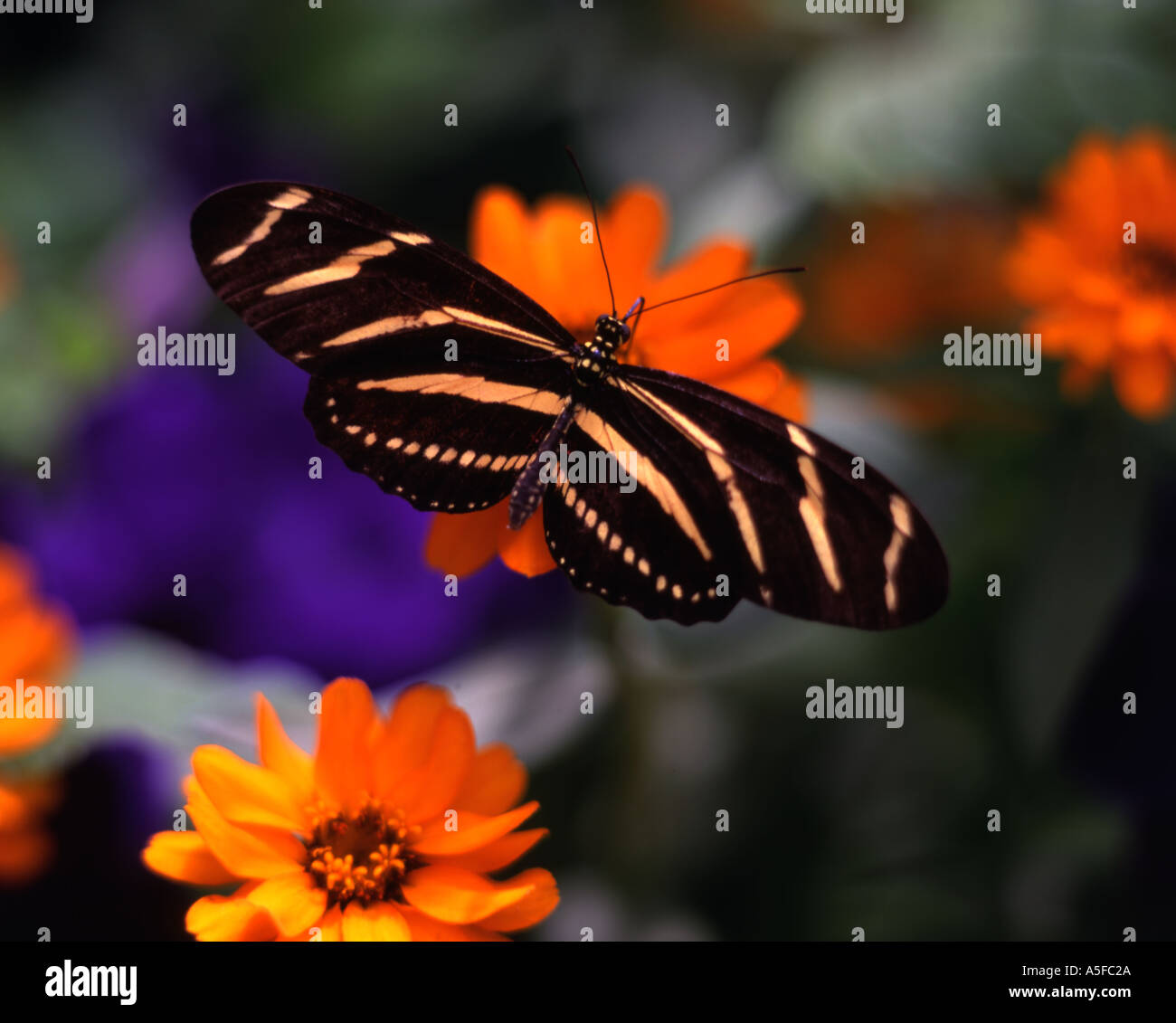 Zebra Longwing Butterfly Stock Photo Alamy