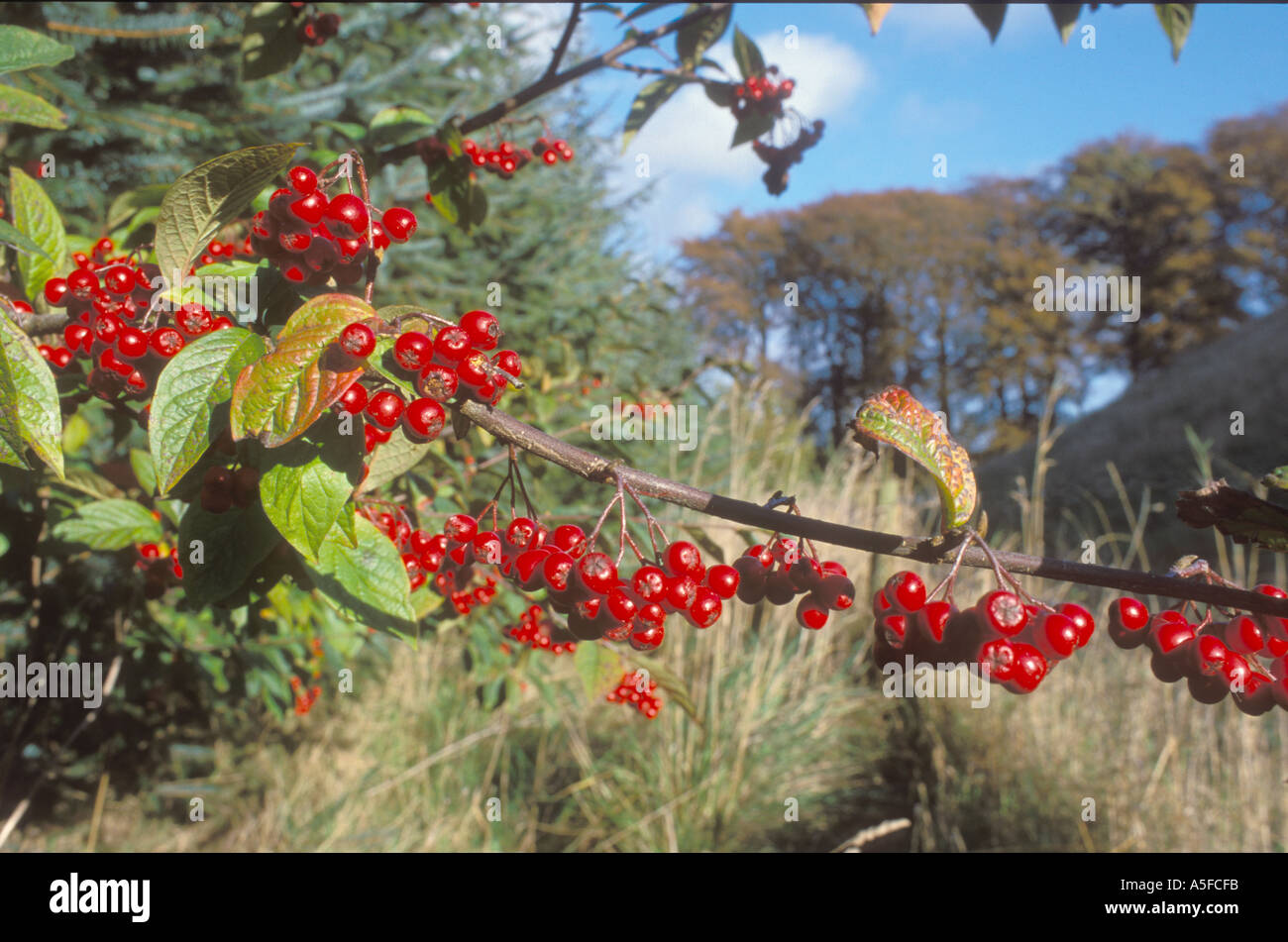 Bright red berries of Whitebeam growing in a hedge in the autumn Stock Photo