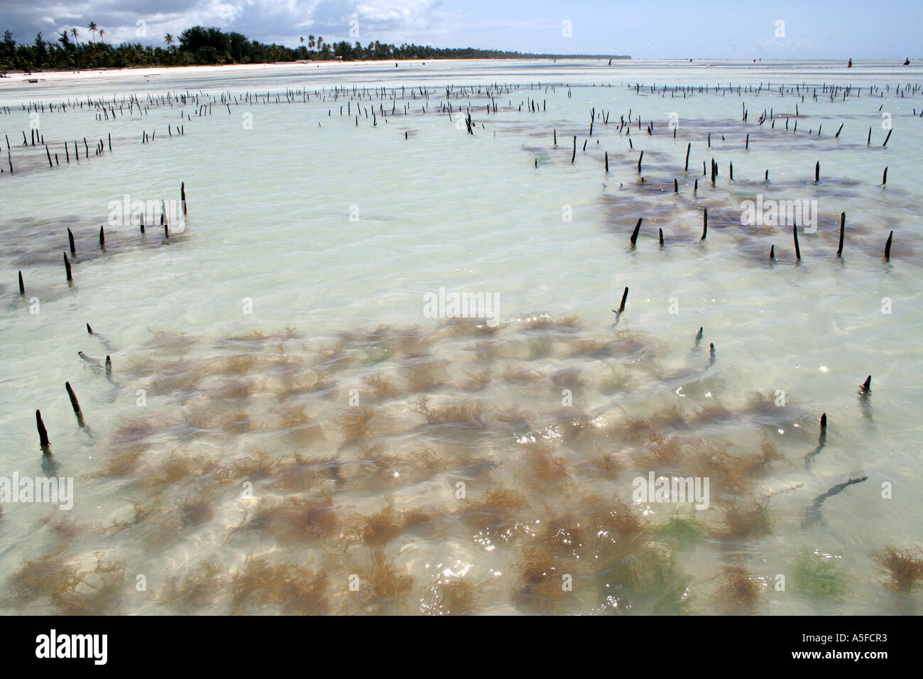 Zanzibar:  Seaweed harvesting, white sand beach on the  Michamvi Peninsula, Tanzania, Africa Stock Photo