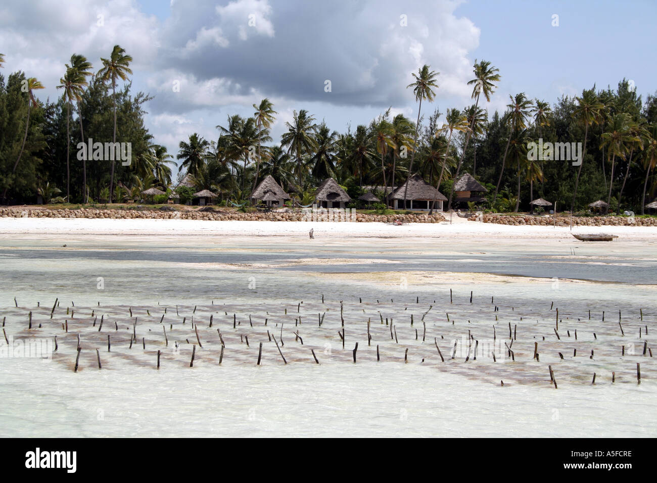 Zanzibar:  Seaweed harvesting and a hostel, white sand beach on  the Michamvi Peninsula, Tanzania, Africa Stock Photo