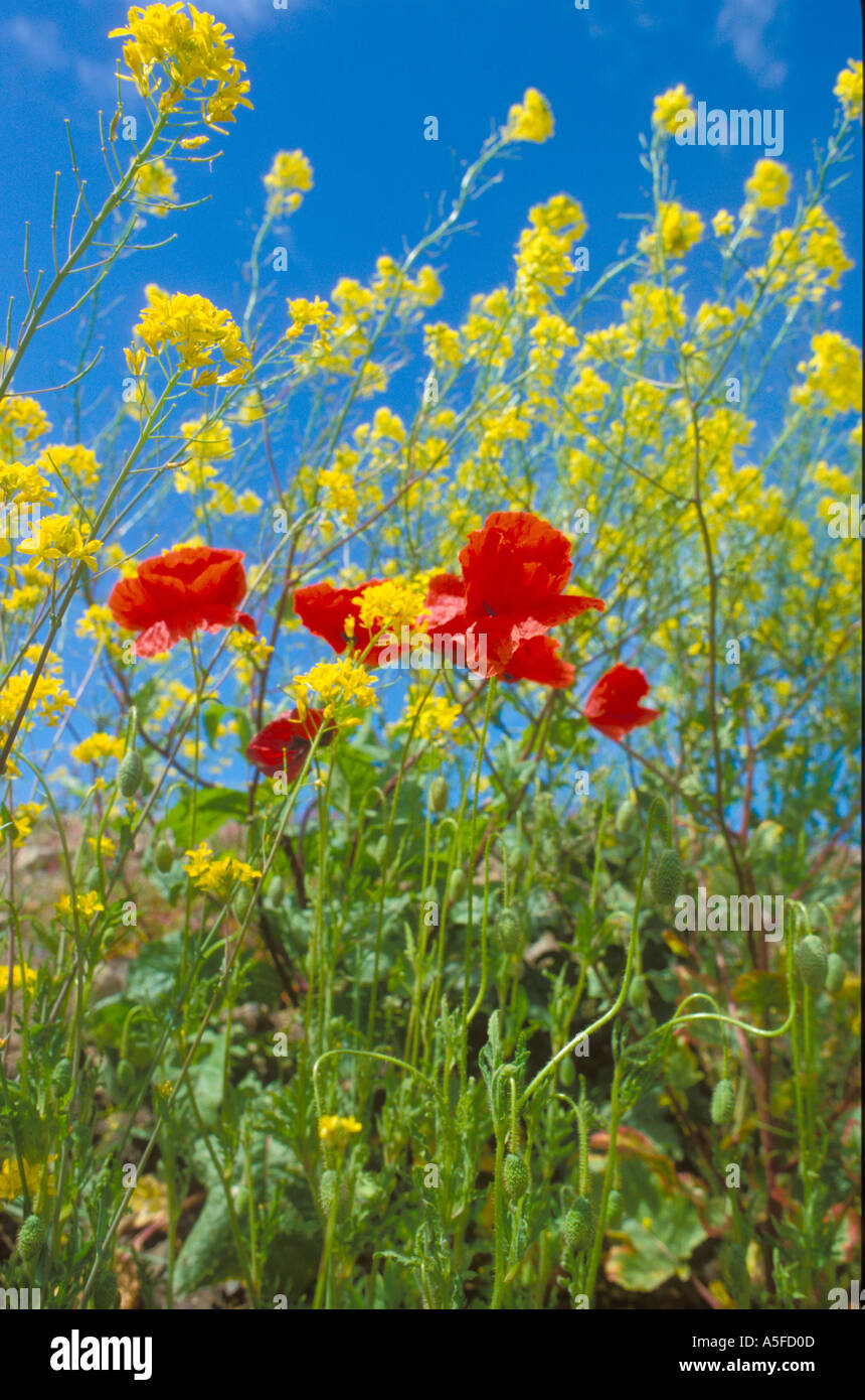 A beautiful combination of blue sky yellow Charlock and red Poppies Stock Photo