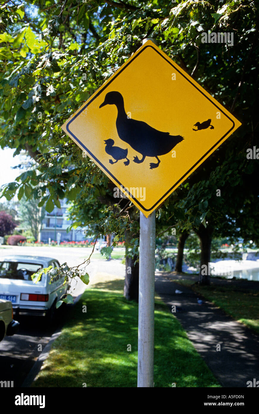 A traffic sign warning of duck crossing Stock Photo