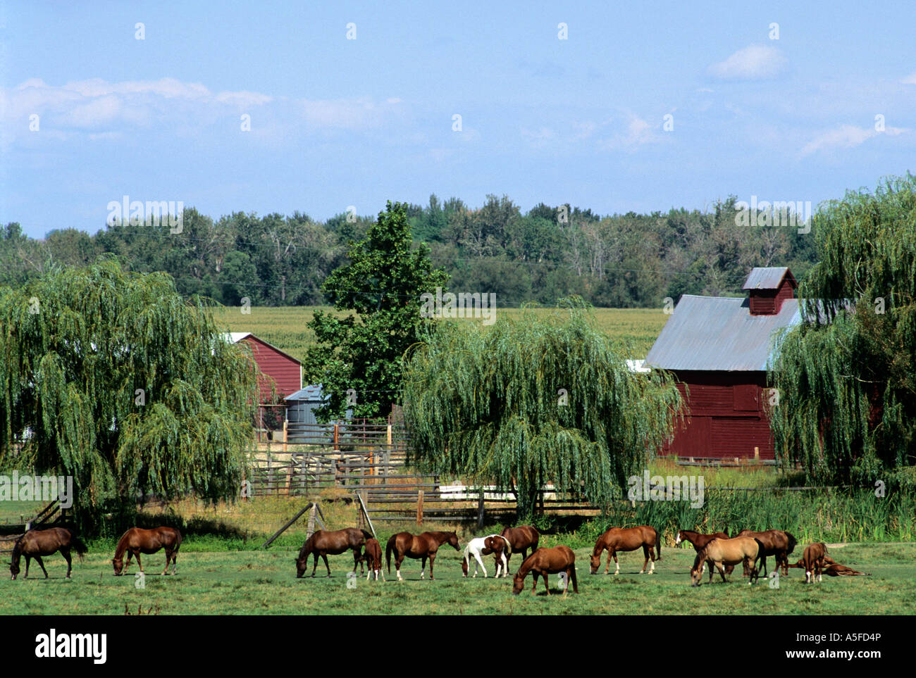 Horse graze in a pasture on a farm Stock Photo