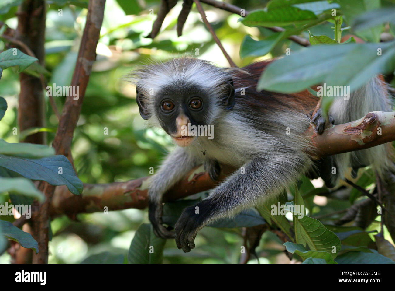 Zanzibar:  Baby Red Colobus Monkey (colombus pennanti) in Jozani Forest National Reserve,  Zanzibar Tanzania, East Africa Stock Photo