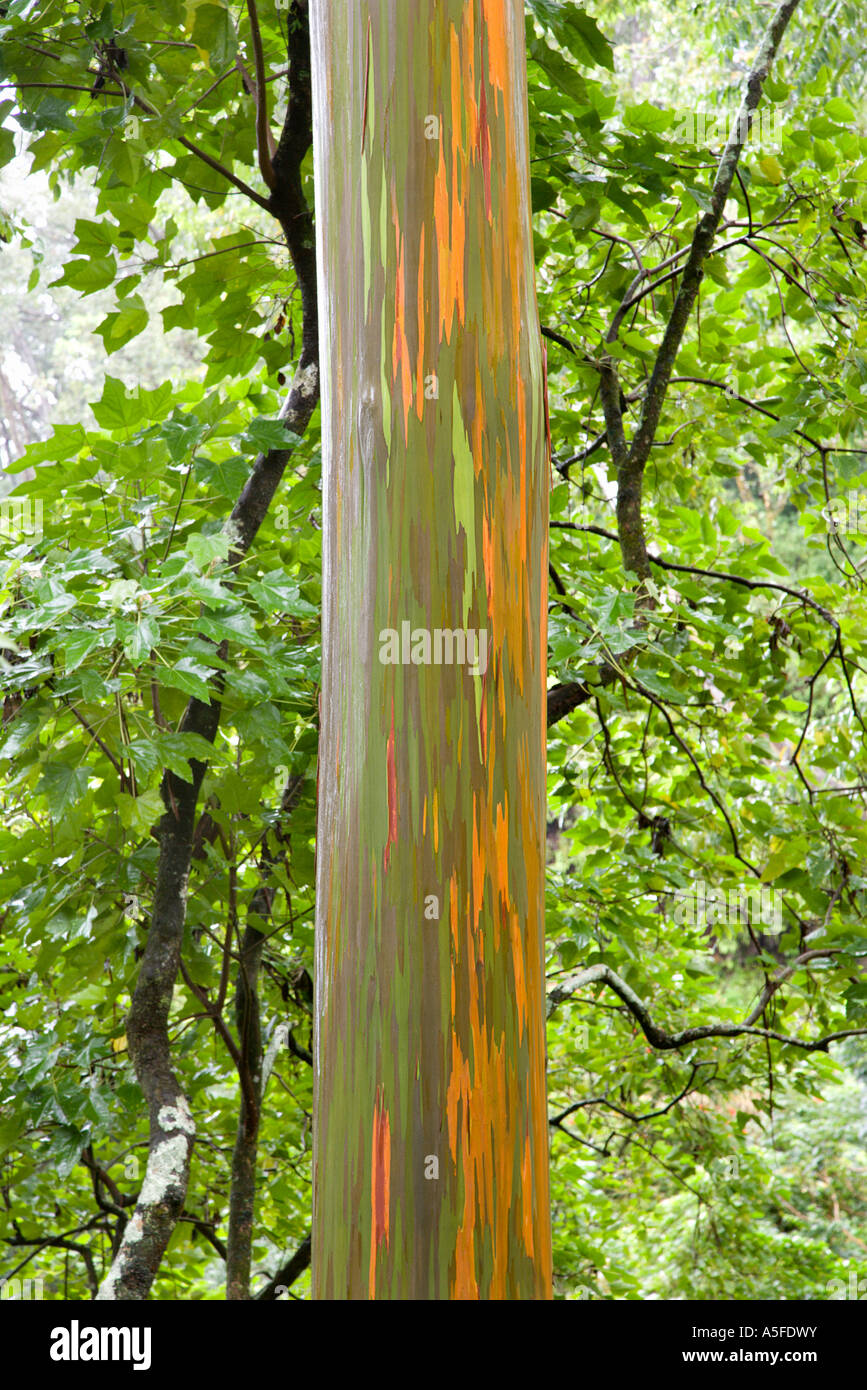 Close up of Rainbow Eucalyptus tree Maui Hawaii USA Stock Photo Alamy
