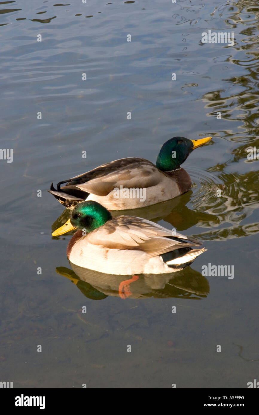 Mallard ducks in Boise Idaho Stock Photo