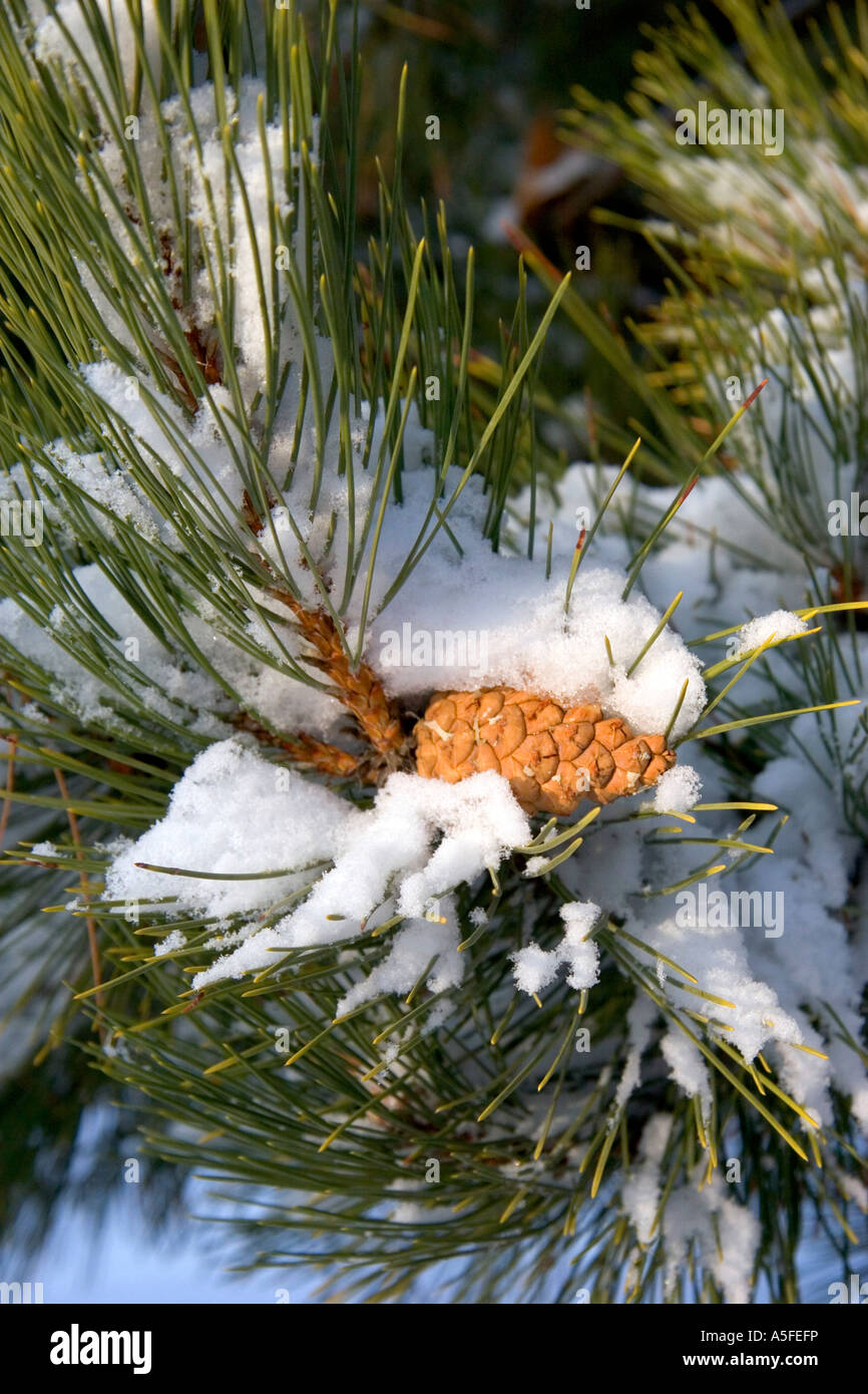 Pine tree and cone covered in snow Stock Photo - Alamy
