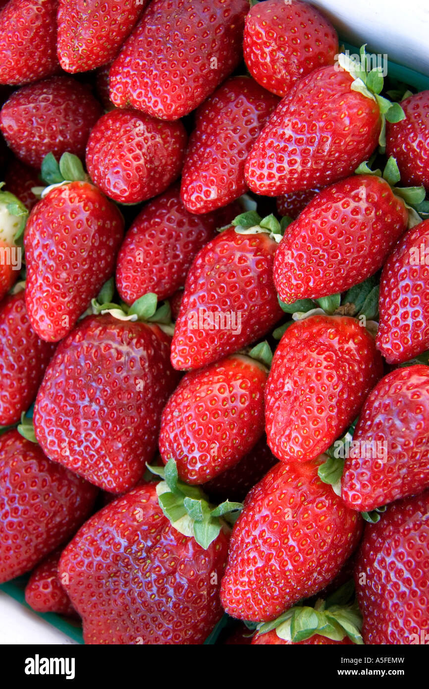 Strawberries being sold near Tavares Florida Stock Photo Alamy