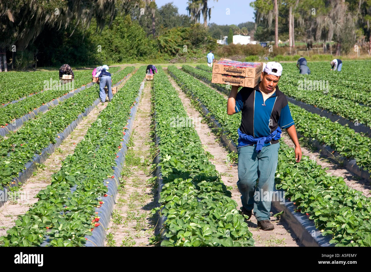 Workers harvesting strawberries near Plant City Florida Stock Photo