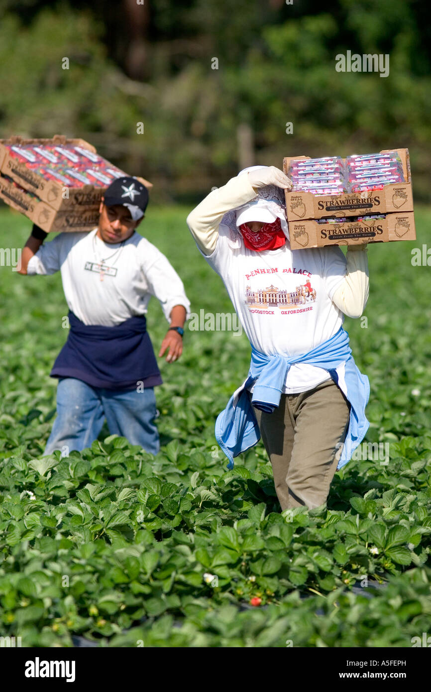Workers harvesting strawberries near Plant City Florida Stock Photo