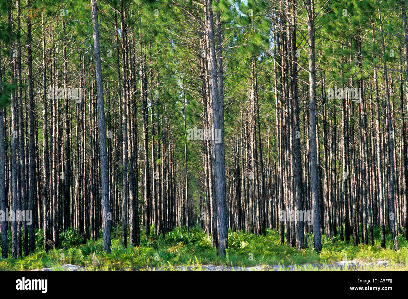 Pine tree plantation near Waycross Stock Photo Alamy