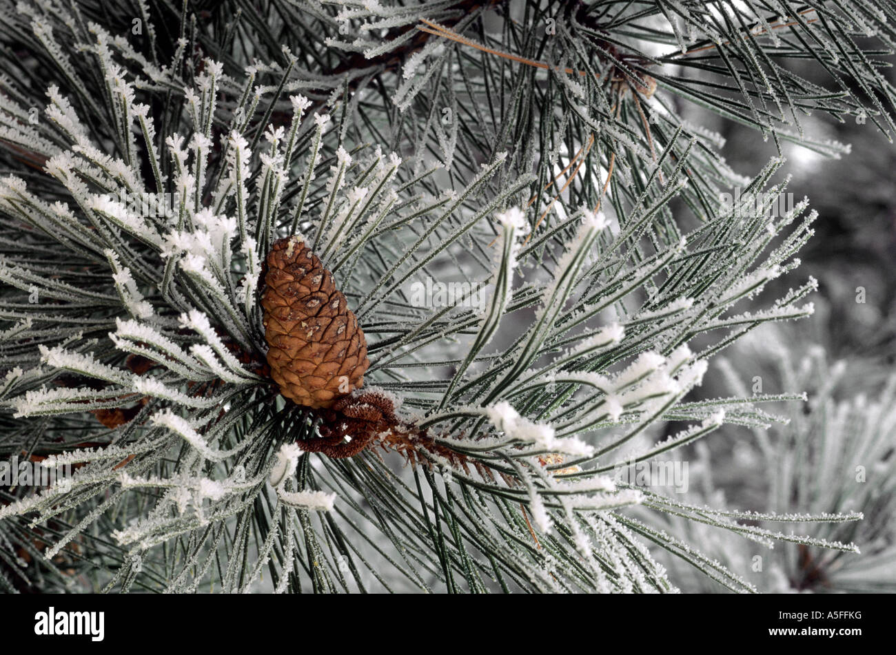 Pine needles and cone covered in frost Stock Photo - Alamy