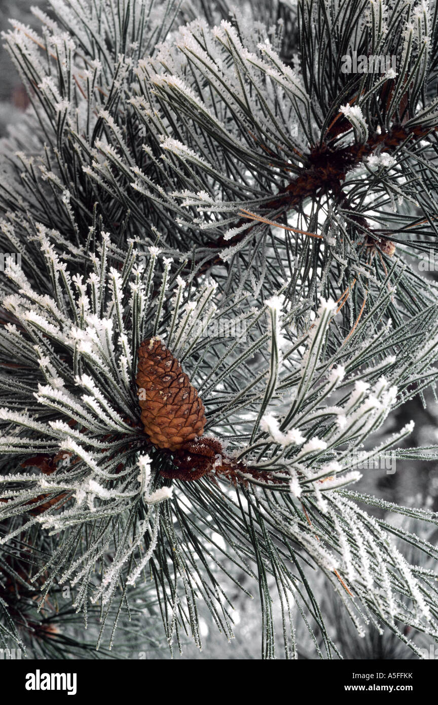Pine needles and cone covered in frost Stock Photo - Alamy