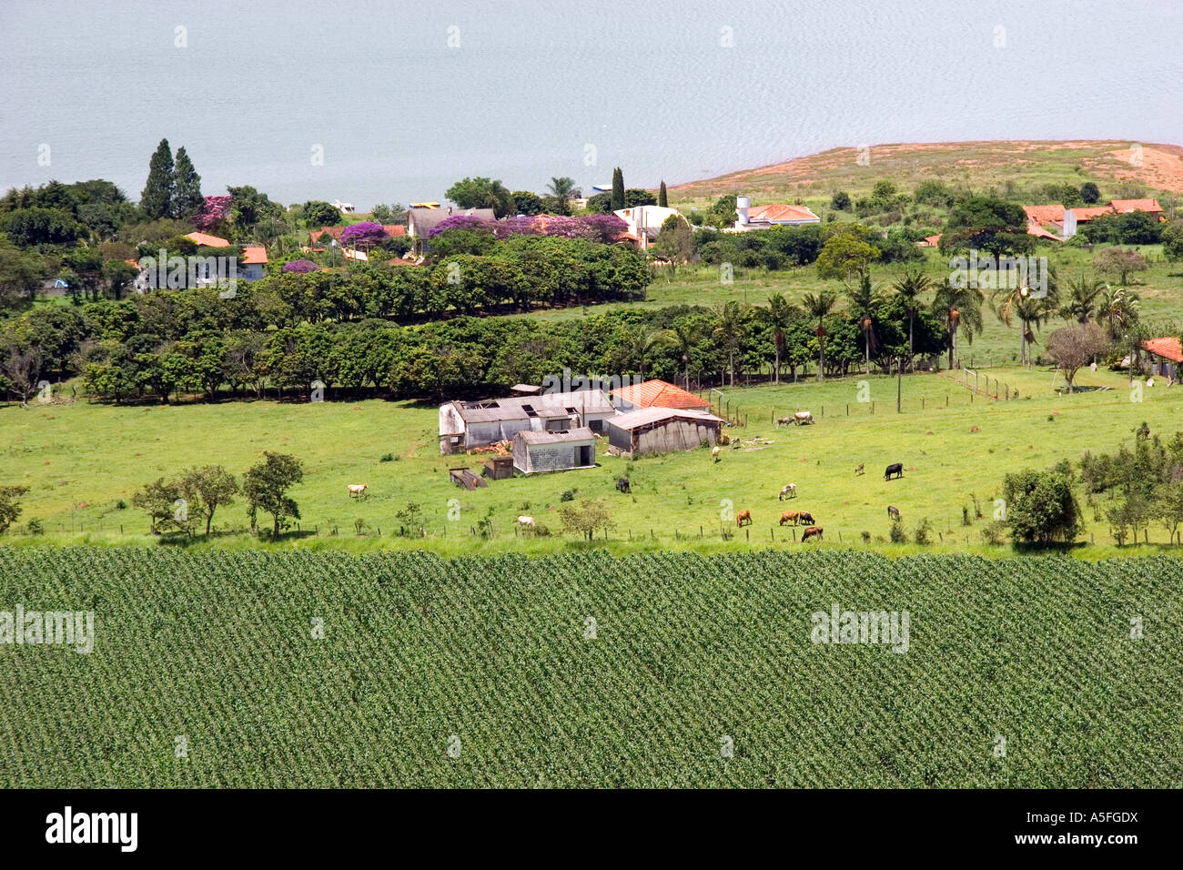 Small farm in the countryside near Sao Paulo Brazil Stock Photo