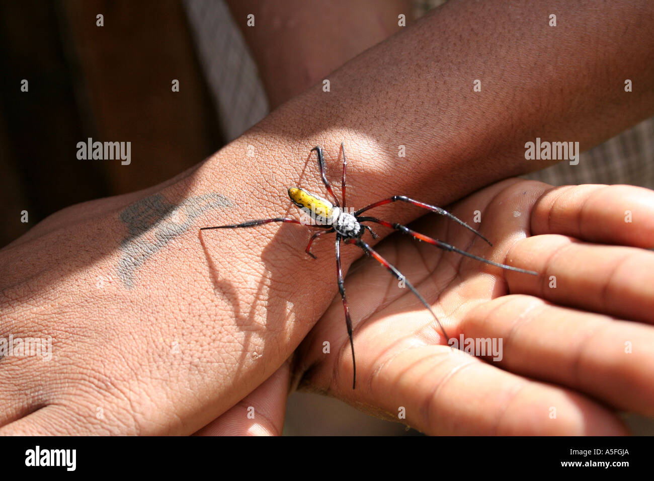 A Long Legged Yellow Red Black And White Spider Crawls On Young Boys Tatooed Hand In Antananarivo Madagascar Stock Photo Alamy