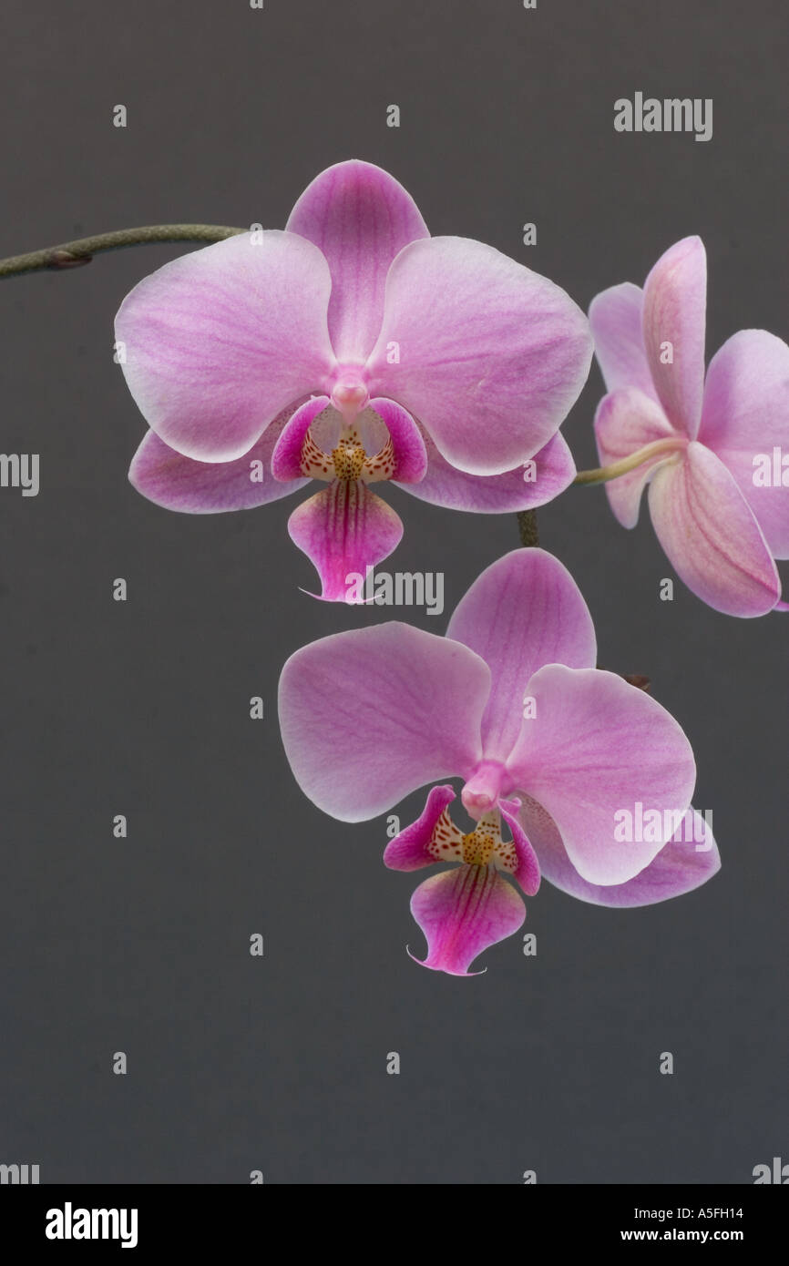 Orchid Phalaenopsis Stock Photo